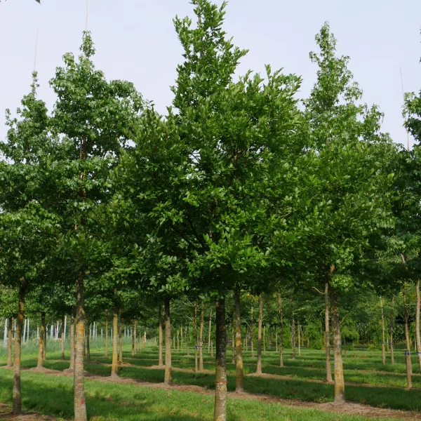 Celtis julianae – Netelboom