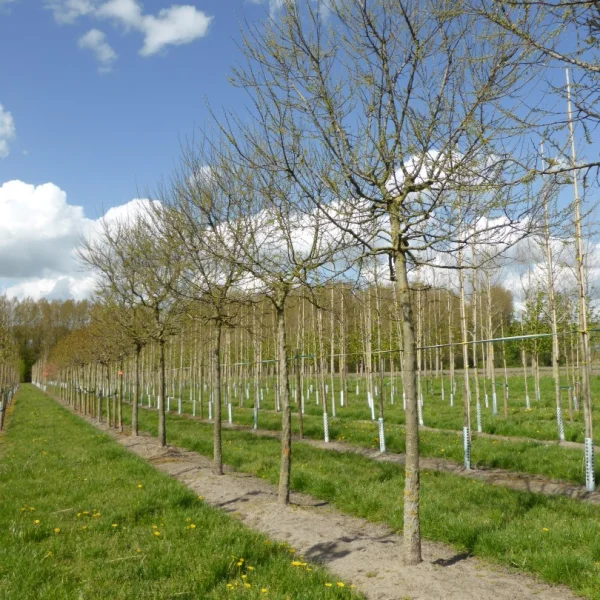 Celtis occidentalis 'Globosa'