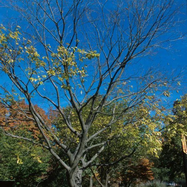 Celtis sinensis – Chinese netelboom
