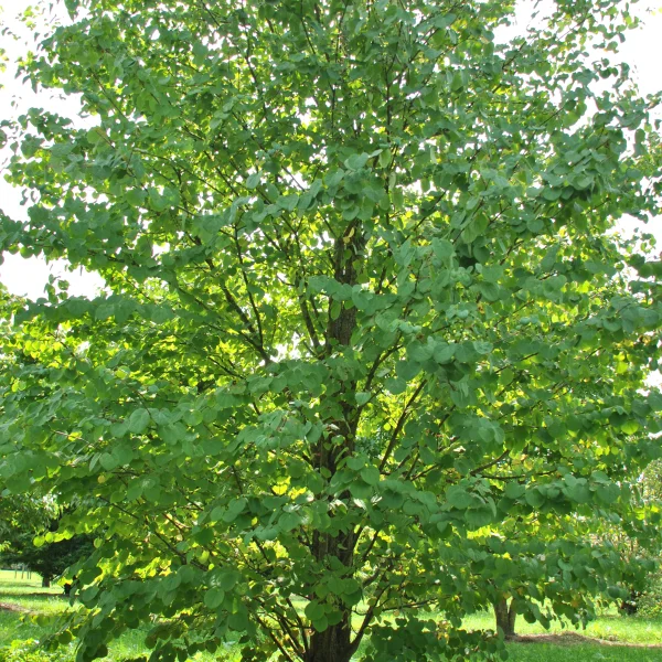 Cercidiphyllum japonicum – Katsuraboom