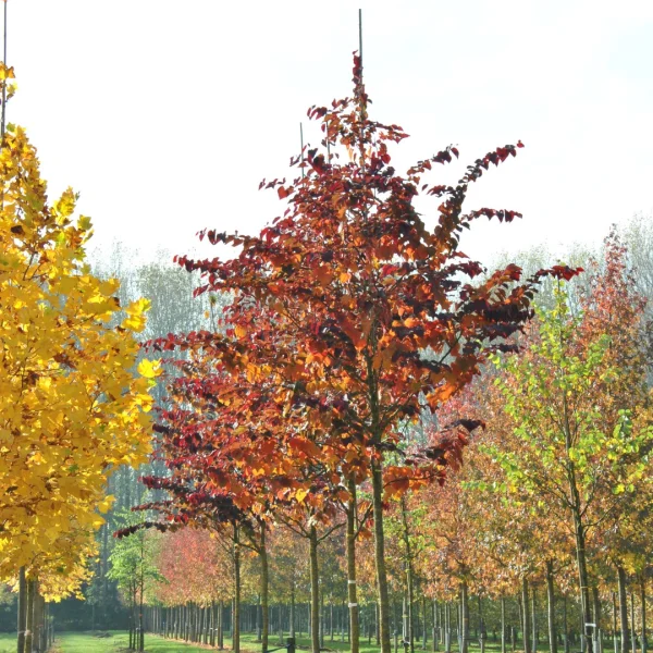 Cercis canadensis 'Forest Pansy' – Amerikaanse Judasboom (cv)