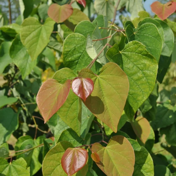 Cercis chinensis 'Avondale' – Chinese judasboom (cv)