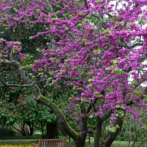 Cercis siliquastrum 'Bodnant' – Judasboom (cv)
