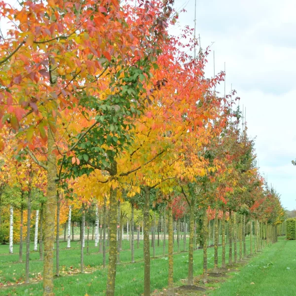 Acer cissifolium – Geveerdbladige esdoorn