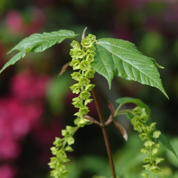 Acer 'Silver Vein'