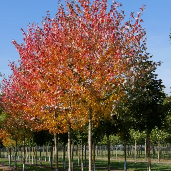 Acer ×freemanii SIENNA GLEN ('Sienna')