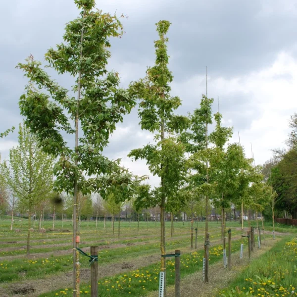 Acer mandschuricum