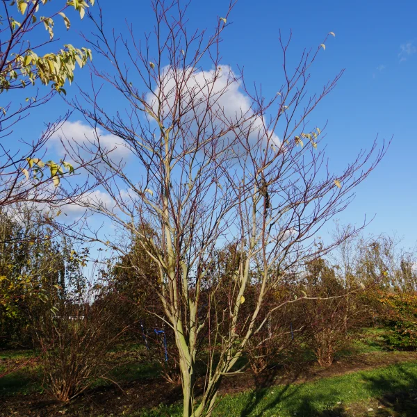 Cornus controversa 'Pagoda' – Reuzenkornoelje (cv), Pagodekornoelje (cv)