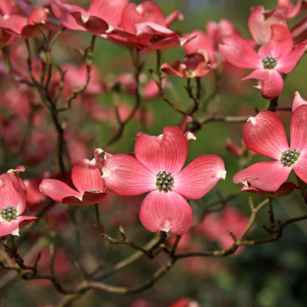 Cornus florida 'Cherokee Chief' – Oost-Amerikaanse kornoelje (cv)