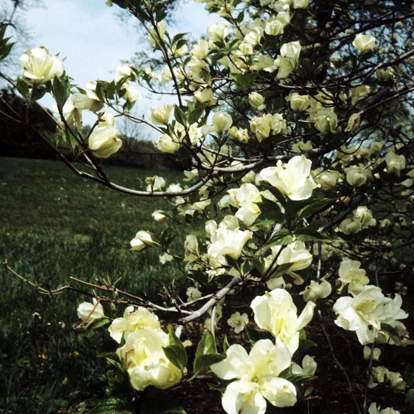 Cornus florida 'Pluribracteata' – Oost-Amerikaanse kornoelje (cv)