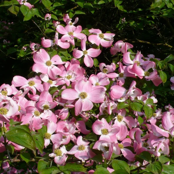 Cornus florida 'Sweetwater' – Oost-Amerikaanse kornoelje (cv)