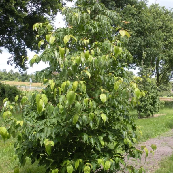Cornus RUTH ELLEN 'Rutlan' – Kornoelje (cv)