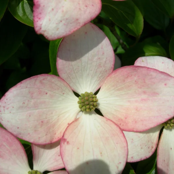 Cornus kousa 'Satomi' – Japanse grootbloemige kornoelje (cv)