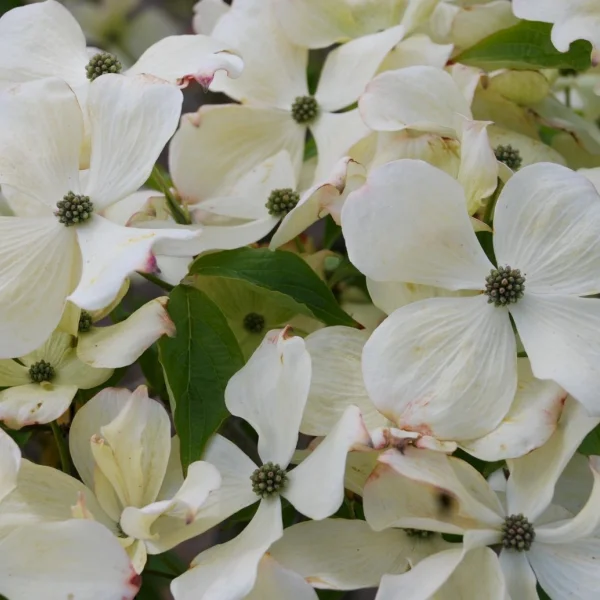 Cornus kousa 'Teutonia' – Japanse grootbloemige kornoelje (cv)