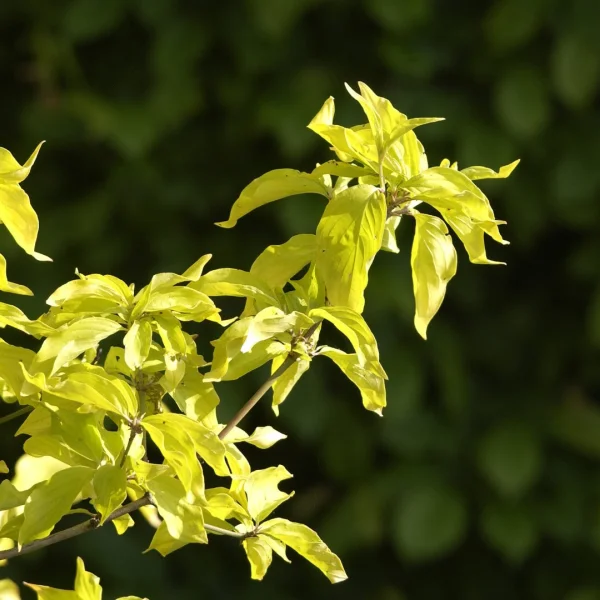 Cornus mas 'Aurea' – Gele kornoelje (cv)