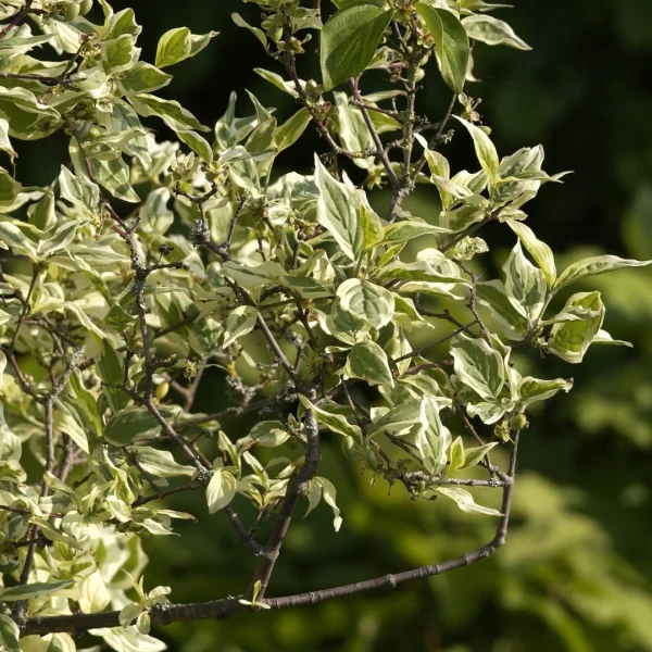 Cornus mas 'Variegata' – Gele kornoelje (cv)