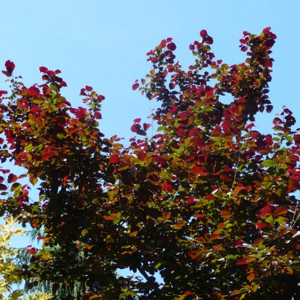 Corylus colurna 'Te-Terra Red' – Boomhazelaar (cv),Turkse hazelaar (cv)