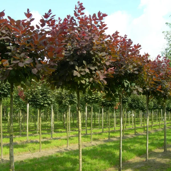 Cotinus 'Grace' – Pruikenboom (cv)