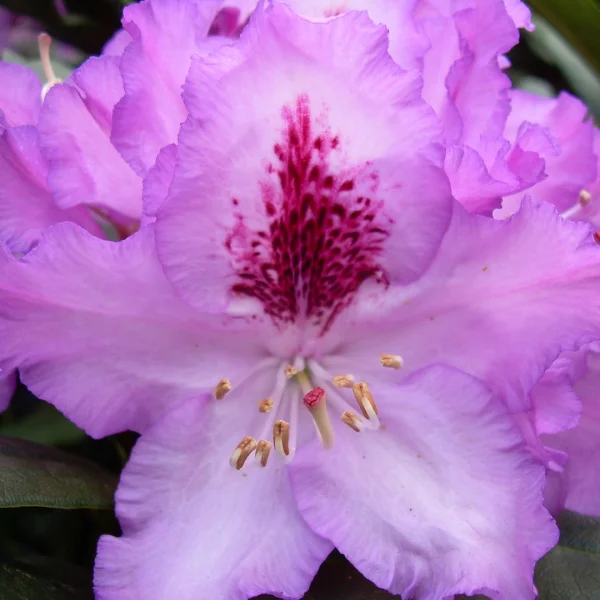 Rhododendron 'Blue Ensign'