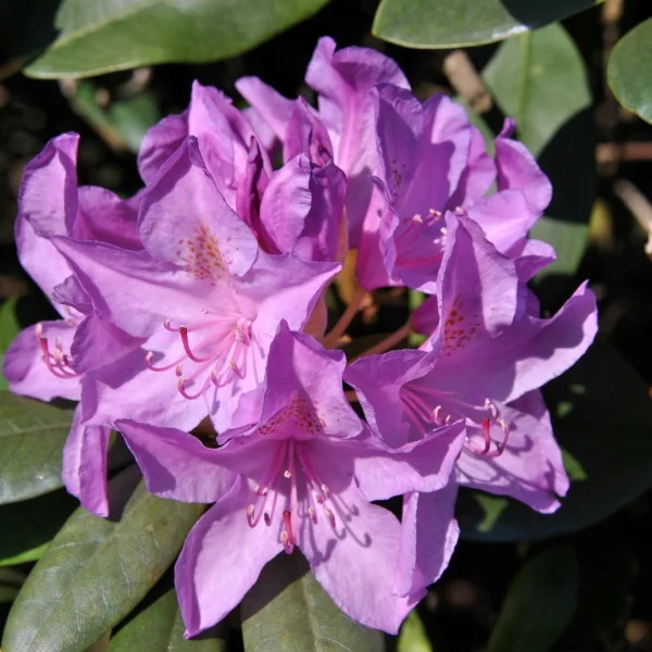 Rhododendron 'Catawbiense Boursault' – Grootbloemige rododendron (cv)