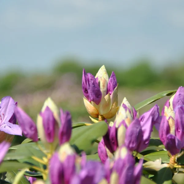 Rhododendron 'Catawbiense Grandiflorum' – Grootbloemige rododendron (cv)