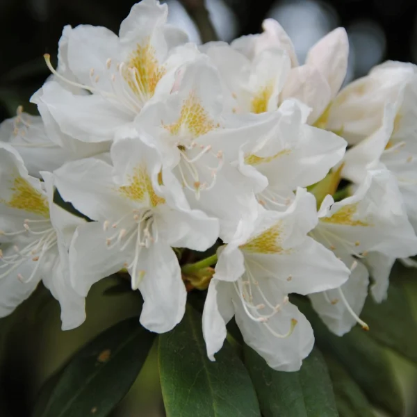 Rhododendron 'Cunningham's White' – Grootbloemige rododendron (cv)