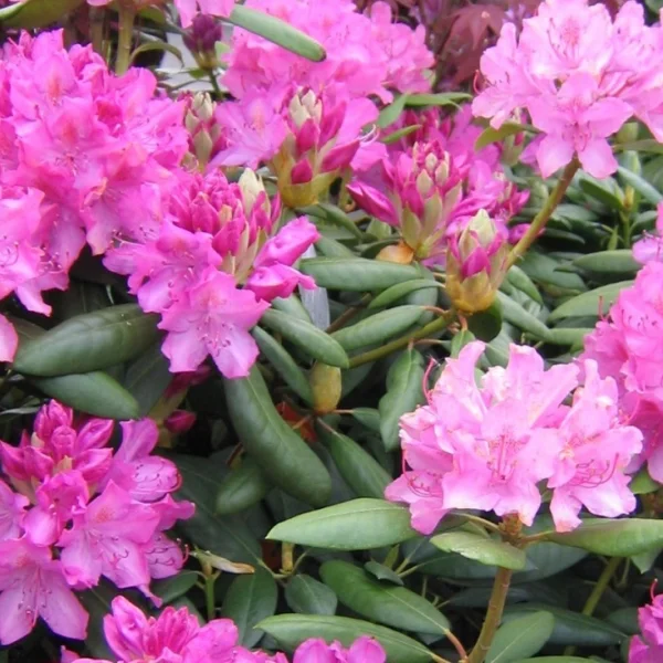 Rhododendron 'English Roseum' – Grootbloemige rododendron (cv)
