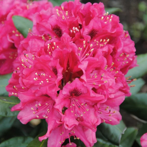 Rhododendron 'Nova Zembla' – Grootbloemige rododendron (cv)