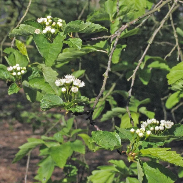 Crataegus chlorosarca