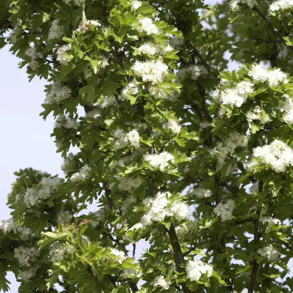 Crataegus monogyna 'Stricta' – Eénstijlige meidoorn (cv)