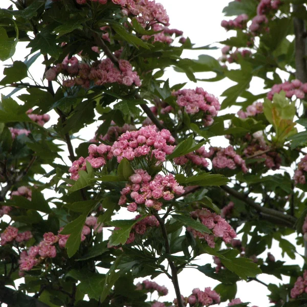 Crataegus ×mordenensis 'Toba'