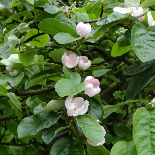 Cydonia oblonga – Kweepeer