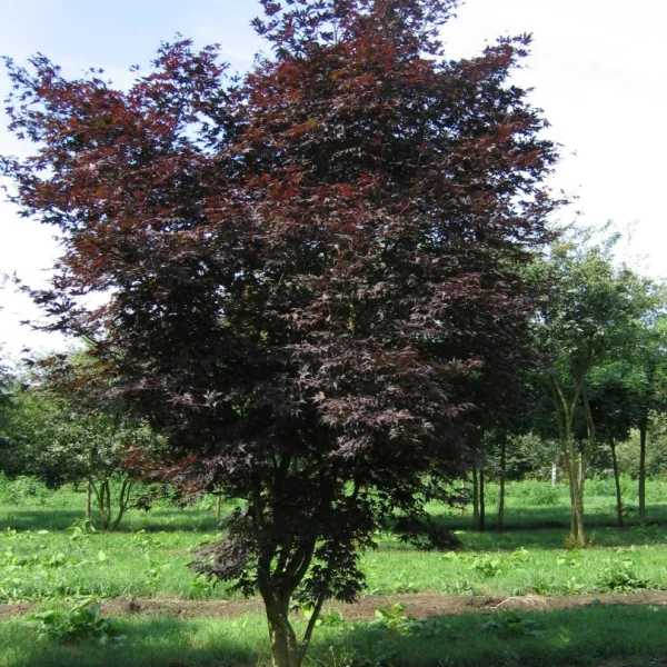 Acer palmatum 'Atropurpureum' – Japanse esdoorn (cv)