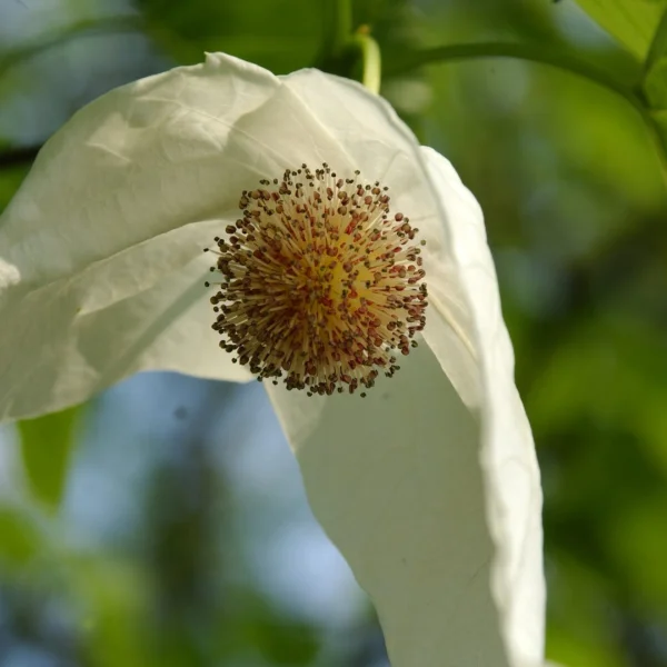 Davidia involucrata var. vilmoriniana – Zakdoekenboom, Luierboom, Vaantjesboom (v)