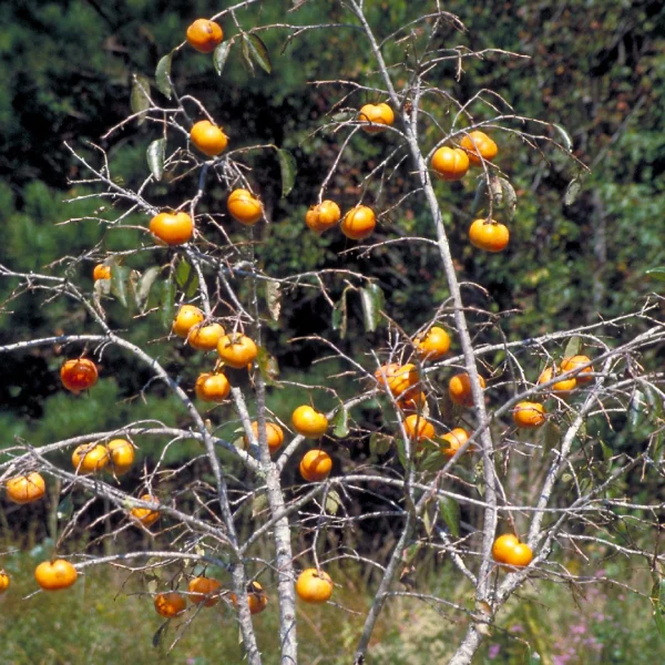 Diospyros kaki – Kaki