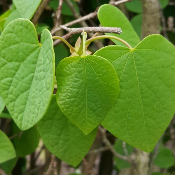 Disanthus cercidifolius – Dubbelbloem