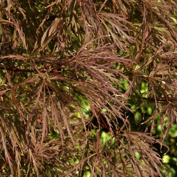 Acer palmatum 'Pink Filigree' – Japanse esdoorn (cv)