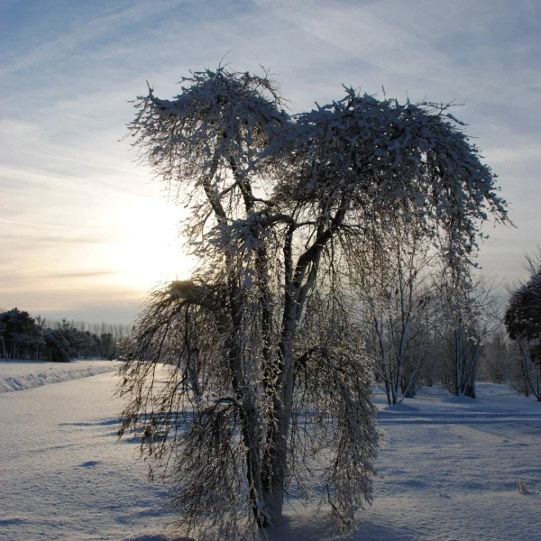 Acer palmatum 'Green Lace' – Japanse esdoorn (cv)