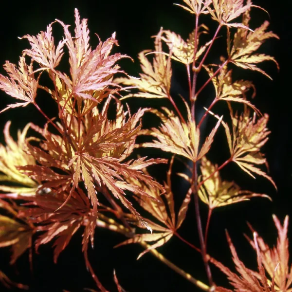 Acer palmatum 'Red Autumn Lace' – Japanse esdoorn (cv)