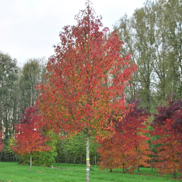 Liquidambar styraciflua 'Stared' – Amberboom (cv)