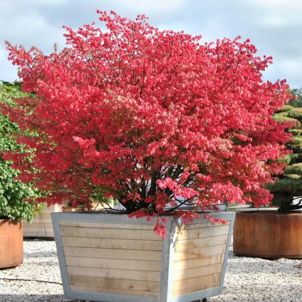 Euonymus alatus – Gevleugelde kardinaalsmuts