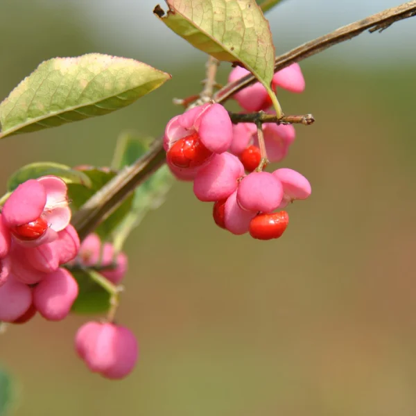 Euonymus europaeus – Wilde kardinaalsmuts