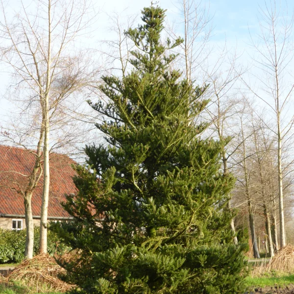 Abies koreana – Koreaanse spar
