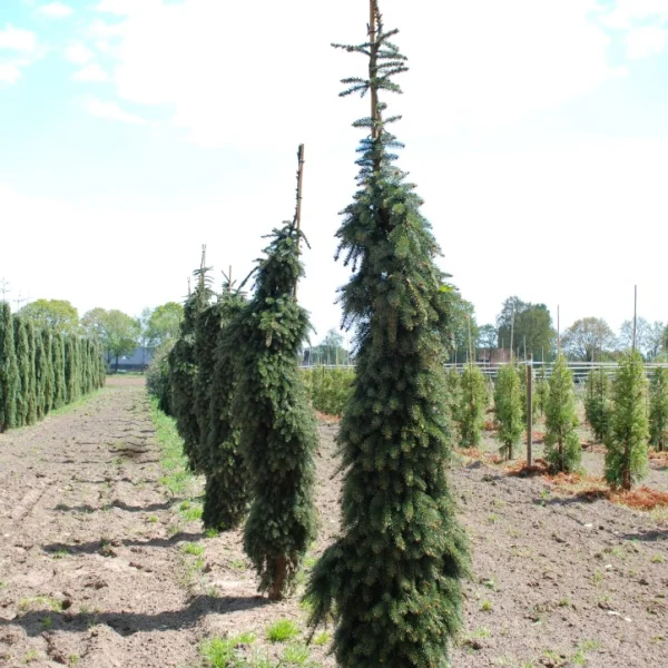 Abies nordmanniana 'Pendula' – Treurende Nordmanspar