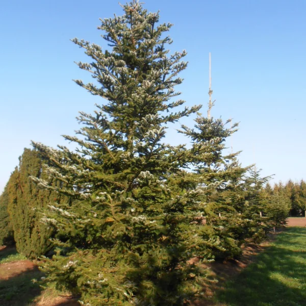 Abies veitchii – Japanse zilverspar