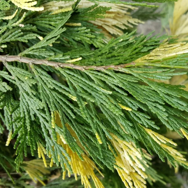 Calocedrus decurrens 'Aureovariegata'
