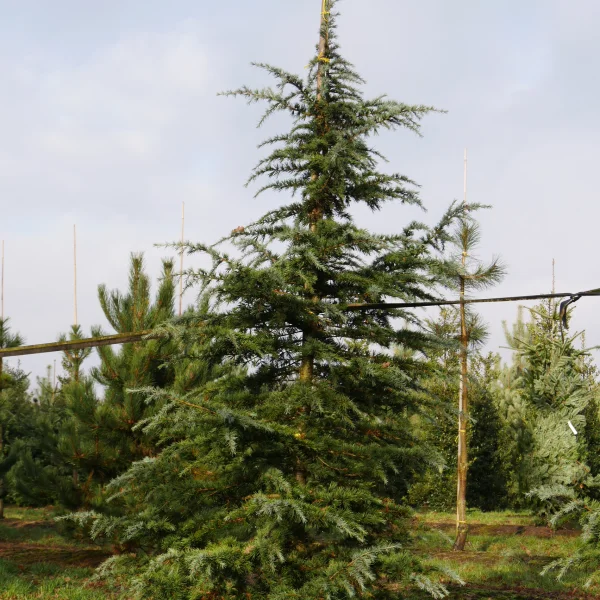Cedrus deodara 'Bushes Electra' – Himalayaceder (cv)
