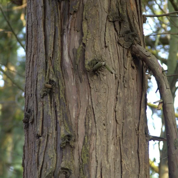 Chamaecyparis lawsoniana – Californische cypres