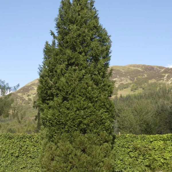 Chamaecyparis lawsoniana 'Columnaris' – Californische cypres (cv)