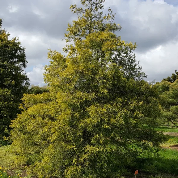 Chamaecyparis pisifera 'Gold Spangle' – Japanse cipres (cv)